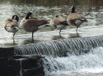 Morden Hall Park