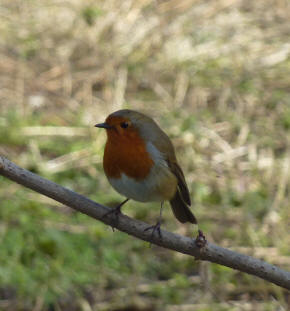 Morden Hall Park