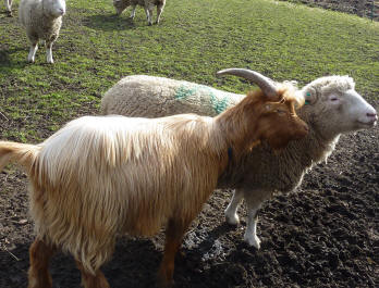 Deen City Farm