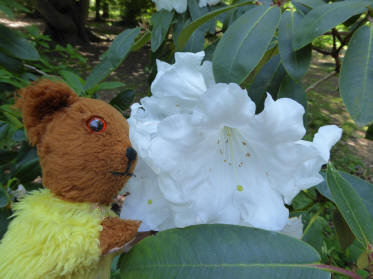 Rhododendron giant white