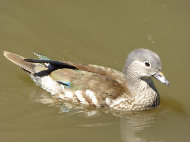 Ornamental duck female