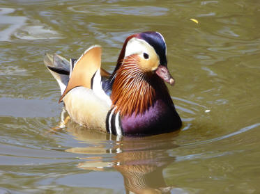 Ornamental duck