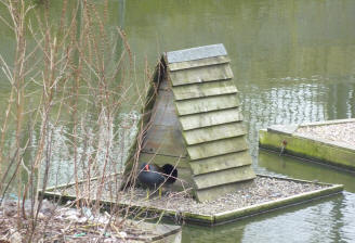 Floating duck  house