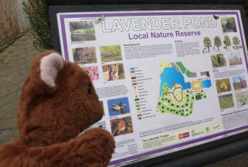 Lavender Pond noticeboard