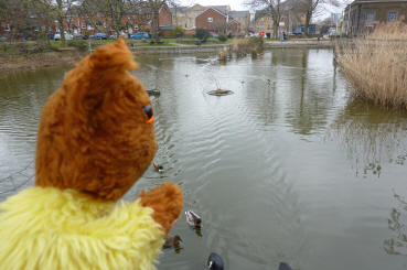 Lavender Pond