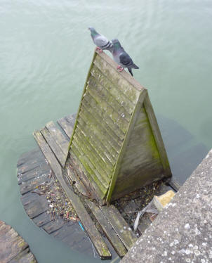 Floating duck house