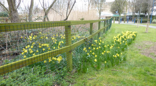 Thames Barrier woodland area daffodils