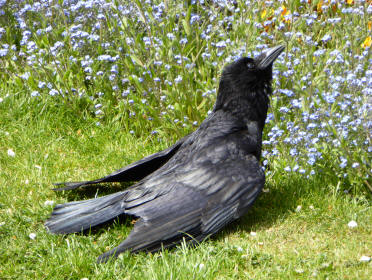 Crow sunning