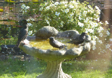 Starlings in birdbath