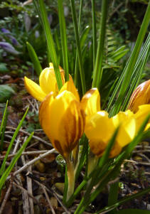 Crocus