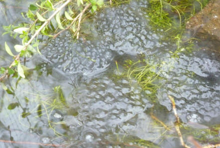 More frogspawn