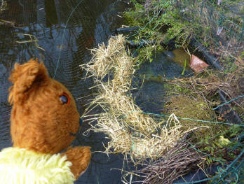 Straw rafts aroudn frogspawn