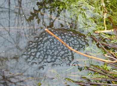 Frogspawn