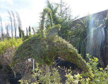 Dolphin topiary bush