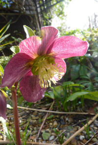 Hellebore