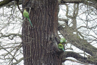 Wild parakeets