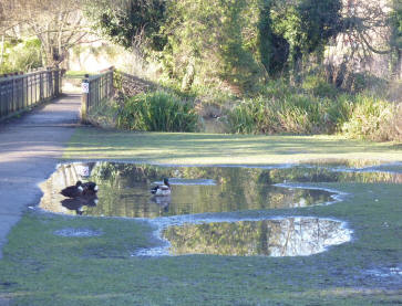 Park puddles