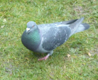 Pigeon