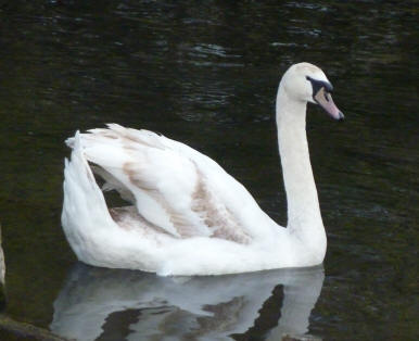 Young swan