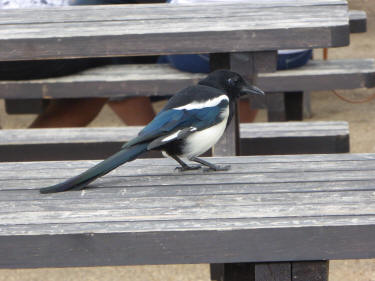 Magpie at Alexandra Palace