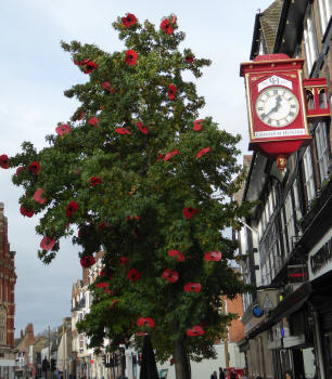 Poppies in tree