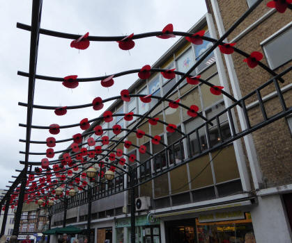 Poppies