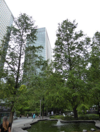 Canary Wharf redwood trees park
