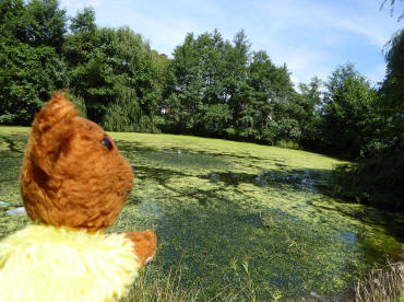 Folly Pond near Greenwich Park