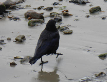 Crow on river mud