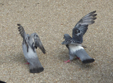 Pigeons fighting