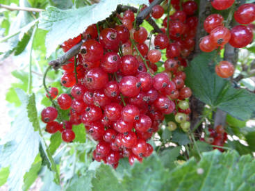 Redcurrants