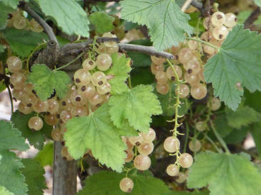 Whitecurrants