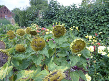 Smiley sunflowers