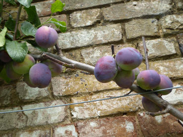 Plums