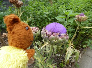 Globe artichoke flower