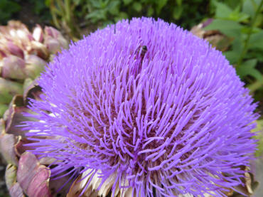 Globe artichoke flower closeup
