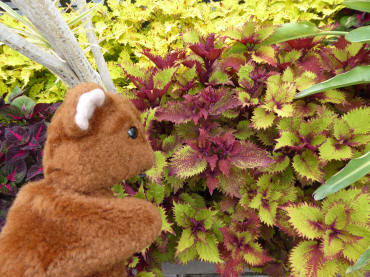 Coleus plants