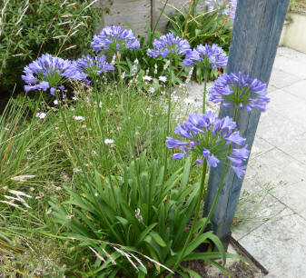 Agapanthus