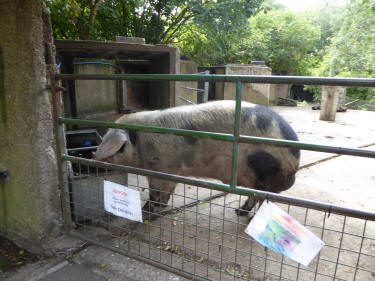 Gloucester Old Spot pig