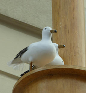 Model seagulls 1