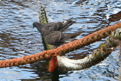 Pigeons on rope drinking from the docks water