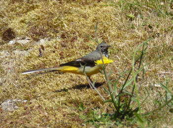 Grey wagtail