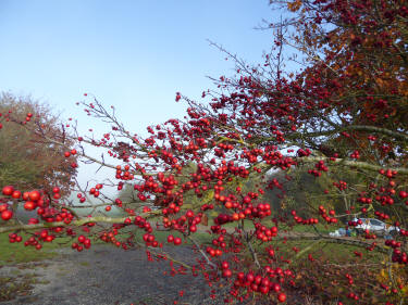 Crab apples