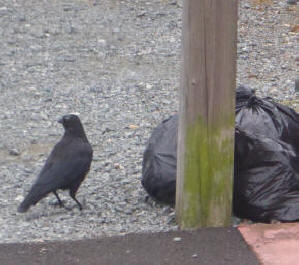 Crow with rubbish bag