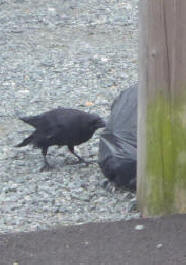 Crow pecking rubbish bag