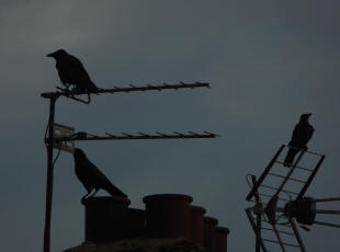 Crows