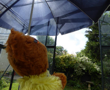 Parasol in greenhouse