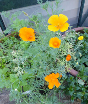 Californian poppy