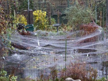 Dewy pond netting