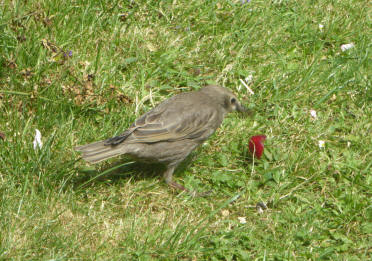 Young starling with cherries